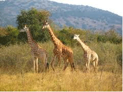 giraffes in Akagera Nationa Park